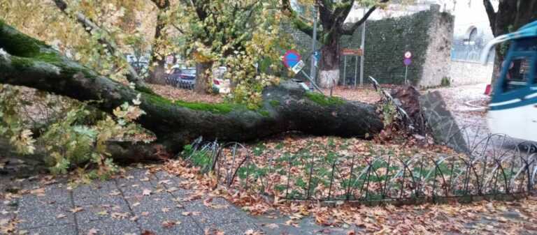 Ιωάννινα: Σωριάστηκε υπεραιωνόβιος πλάτανος στο παραλίμνιο