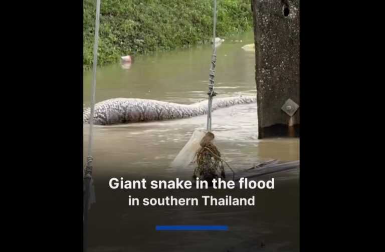 Εικόνες σοκ στην Ταϊλάνδη: Εμφανίστηκε ο μεγαλύτερος πύθωνας που έχει καταγραφεί ποτέ