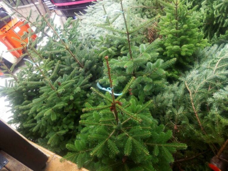 Απίστευτο: Ο Δήμος Γάνδης προτρέπει τους κατοίκους να φάνε τα Χριστουγεννιάτικα έλατα για να περιοριστεί η σπατάλη τροφίμων