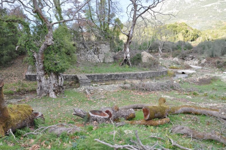 Η νόσος των πλατάνων συνεχίζει να προκαλεί σοβαρές καταστροφές στα παραποτάμια οικοσυστήματα της Πρέβεζας