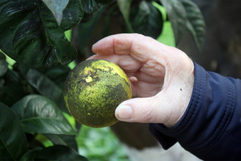 Οριστική Λύση για τον Μαύρο Ακανθώδη Αλευρώδη: Ελπίδα για τους Αγρότες σε Πρέβεζα, Άρτα και Θεσπρωτία