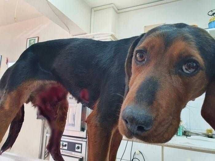 Κρούσματα ψευδολύσσας σε κυνηγόσκυλα στη Θεσπρωτία: Προσοχή συστήνει η Κυνηγετική Ομοσπονδία