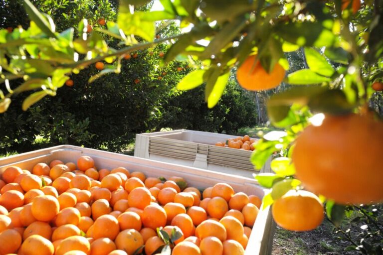 Άρτα: Η συγκομιδή εσπεριδοειδών «υποφέρει» από την έλλειψη εργατών και τη χαμηλή ζήτηση