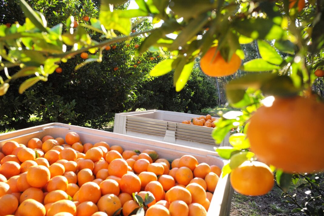 Άρτα: Η συγκομιδή εσπεριδοειδών «υποφέρει» από την έλλειψη εργατών και τη χαμηλή ζήτηση
