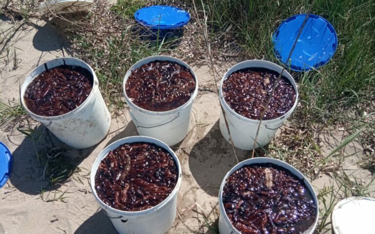 Ποσότητα μαμούθ ολοθούριων στην Ηγουμενίτσα – Η αξία τους ξεπερνά τις €100.000