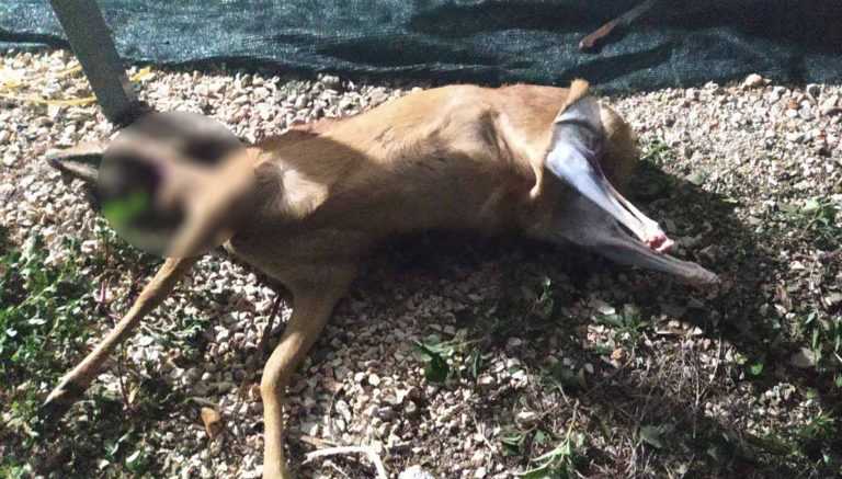 Οι λαθροθήρες δεν έχουν… σταματημό: Στήνουν καρτέρι για ζαρκάδια στο Ζαγόρι!