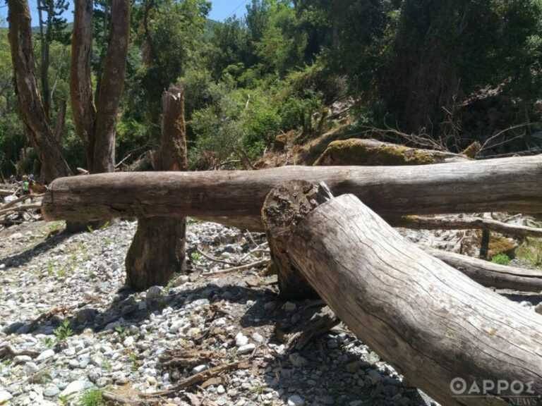 Από τις ΗΠΑ μέσω μολυσμένων ξύλινων κιβωτίων ο μύκητας που καταστρέφει τα πλατάνια του Αχέροντα