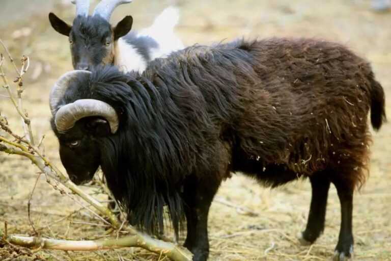 Σοβαρός Τραυματισμός 85χρονου στην Πρέβεζα από Κριάρι