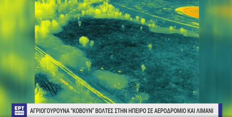 «Κόβουν βόλτες» στο αεροδρόμιο Ιωαννίνων και στο λιμάνι Ηγουμενίτσας – Πολλαπλασιάζονται τα περιστατικά εμφάνισης αγριογούρουνων