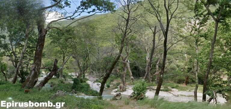 Η οικολογική κρίση στον Λούρο: Ο αφανισμός των πλατανιών