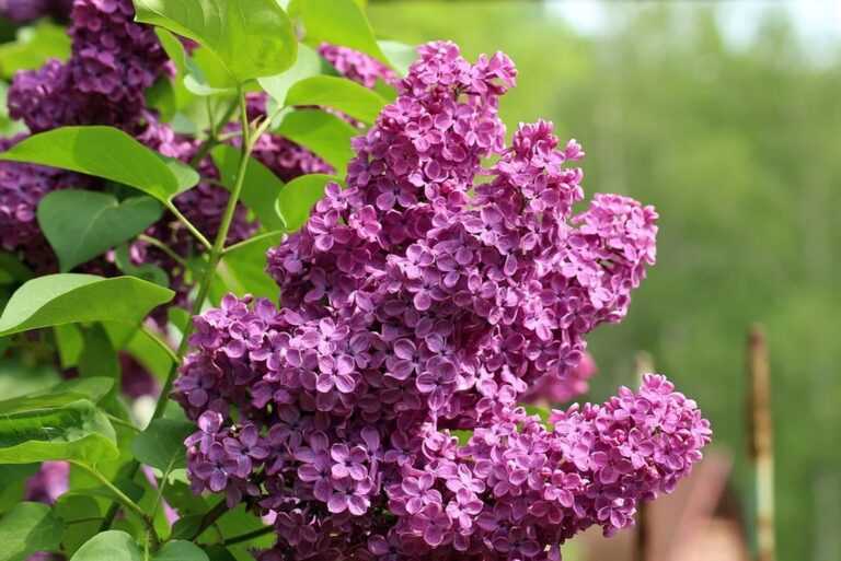 Πασχαλιά: Το λουλούδι της Ανάστασης – Όλα όσα πρέπει να ξέρετε για τη φύτευση του!