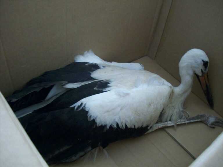 Τραυματισμένος πελαργός από πυροβολισμό στην Παραμυθιά Θεσπρωτίας