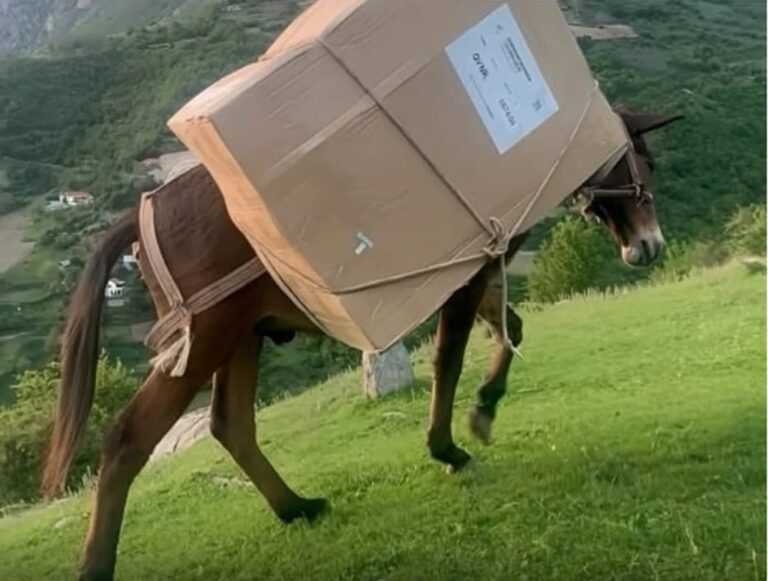 Απίστευτες εικόνες από τις εκλογές στην Αλβανία: Μετέφεραν ψηφοδέλτια με μουλάρια Ντουλάπα και αντί για παραβάν είχαν ντουλάπα ρούχων