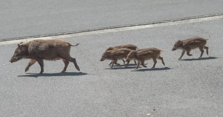 Αγριόχοιροι εκτός ελέγχου: SOS από τον Δήμο Σουλίου για τον υπερπληθυσμό