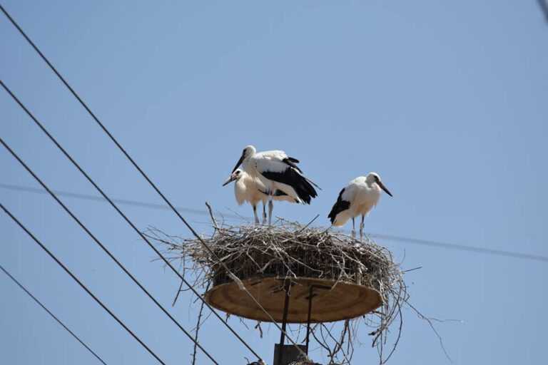 Περισσότερες φωλιές πελαργών στη Φιλιππιάδα φέτος – Εντυπωσιακή αύξηση!