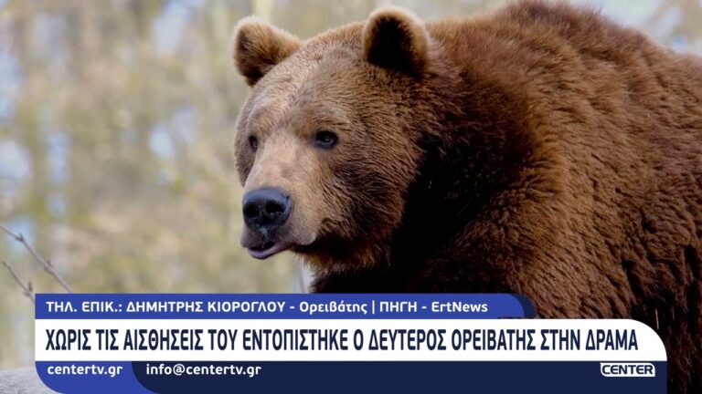 Αρκτούρος για την τραγωδία στη Δράμα: «Η αρκούδα αιφνιδιάστηκε, δεν ήταν επιθετική» – Συμβουλές για ασφαλή πεζοπορία σε περιοχές με αρκούδες
