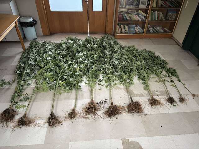 Αστυνομική επιχείρηση στα Ιωάννινα – Φυτεία κάνναβης εντοπίστηκε σε παραποτάμια περιοχή