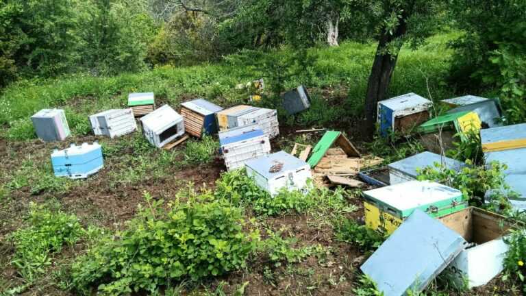 Ζημιές σε μελισσοκομική μονάδα, στην Ασφάκα του Δήμου Ζίτσας προκάλεσε αρκούδα