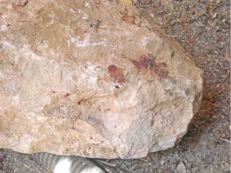 Ιωάννινα: Σύλληψη 87χρονου που σκότωσε γατάκια χτυπώντας με πέτρες τα κεφάλια τους