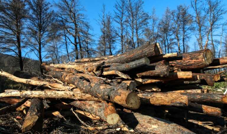 Νεκρός 71χρονος υλοτόμος από το Ανήλιο: Καταπλακώθηκε από κλαδιά κατά την υλοτομία – Σοκαρισμένη η τοπική κοινωνία