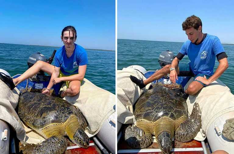 Μια πράσινη χελώνα, μια ζωή που σώθηκε και 57 μέρες αφοσίωσης στον Αμβρακικό