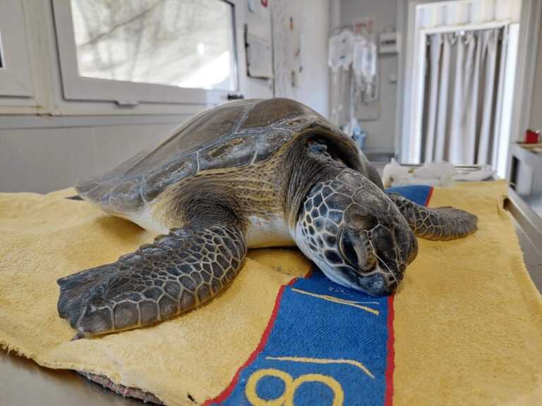 Αμβρακικός: Συγκινητική διάσωση τραυματισμένης χελώνας από την ομάδα του ΑΡΧΕΛΩΝ