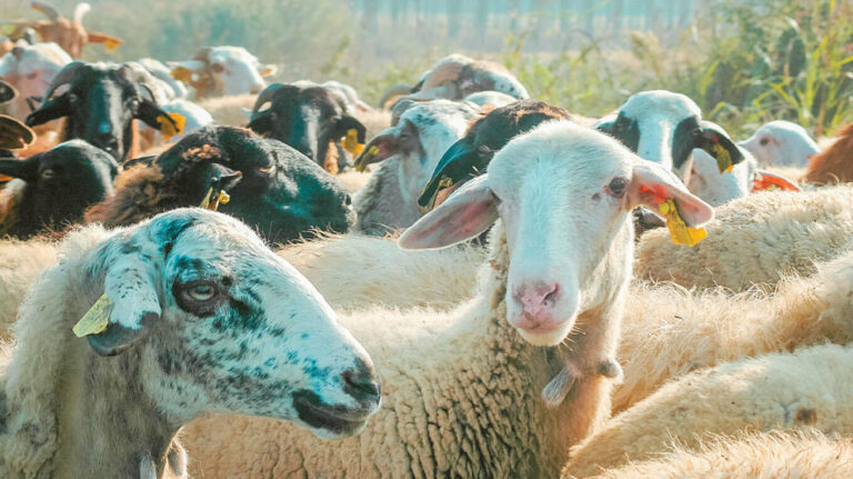 Συναγερμός στην κτηνοτροφία – Ευλογιά, ευθύνες και απειλή αποκλεισμού