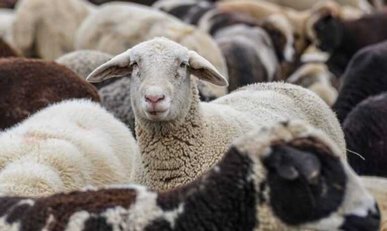  Συναγερμός στην Ήπειρο: Πρωτόκολλο άμεσης δράσης για την ευλογιά αιγοπροβάτων