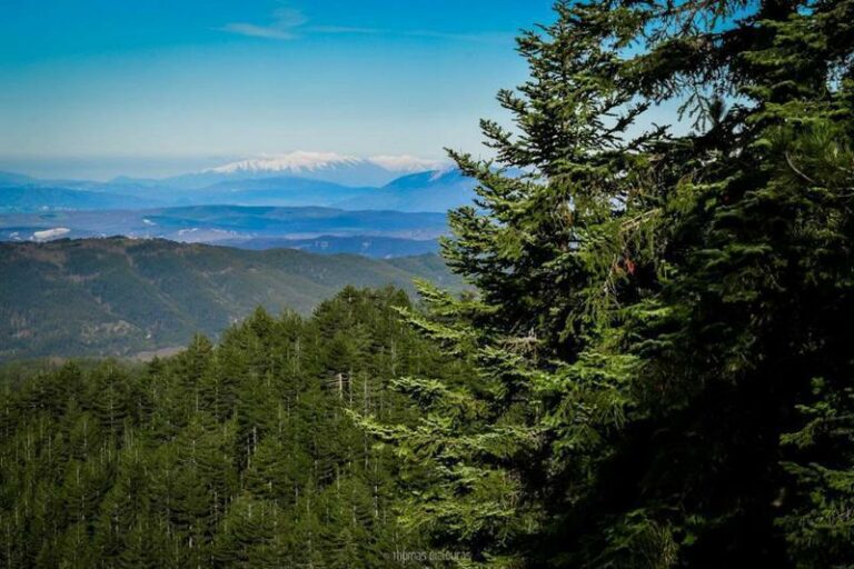 Ιωάννινα 2025: Στο επίκεντρο η βιώσιμη ανάπτυξη των ορεινών περιοχών – Ξεκινά το 22ο Πανελλήνιο Δασολογικό Συνέδριο