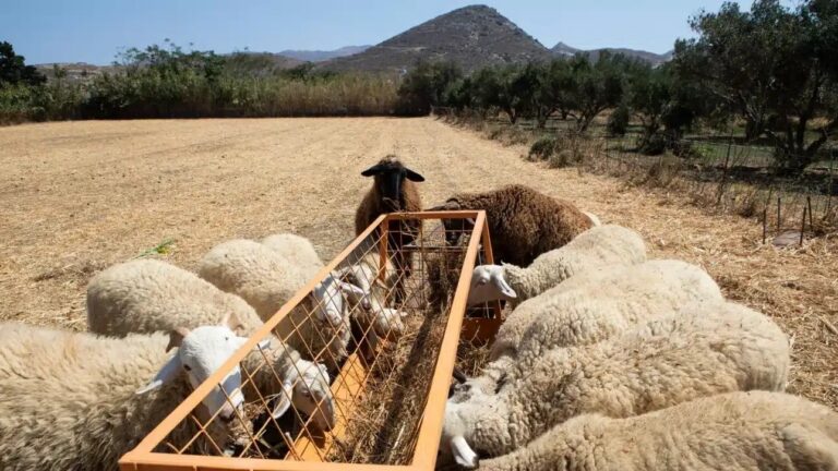 Ενίσχυση αγροτών και μέτρα κατά της ευλογιάς: Στρατιωτικοί κτηνίατροι στη μάχη – Ακατάσχετες οι πρώτες πληρωμές