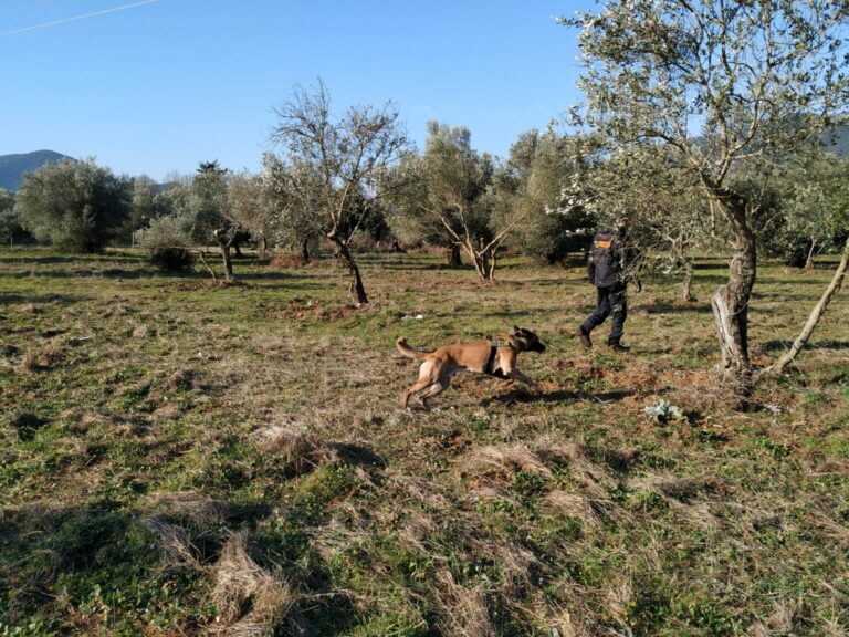 Φιλιάτες: Ο «Άρης» εντόπισε φόλες – Ο σκύλος της Ε’ ΚΟΗ σώζει ζωές στην Ήπειρο