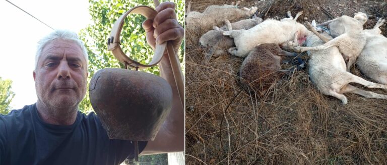 Καταρροϊκός πυρετός σαρώνει τη χώρα: Εξαφάνιση κοπαδιών, μηδενική στήριξη από το κράτος – Σε απόγνωση οι κτηνοτρόφοι