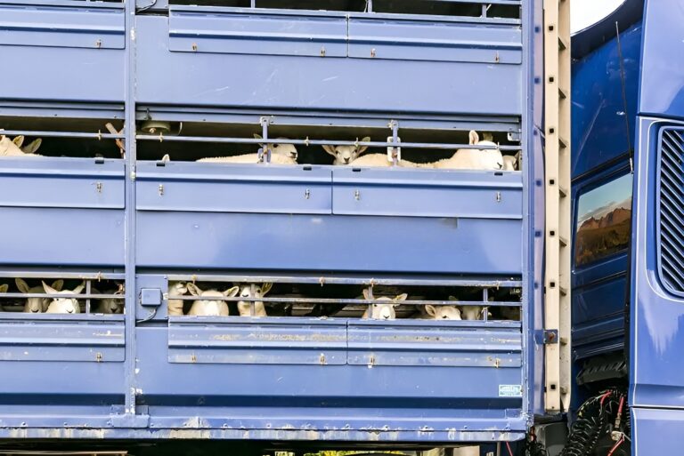 Ζηρός: Κατάσχεση 45 αρνιών και συλλήψεις για παράνομη μεταφορά – Στο μικροσκόπιο η τήρηση των υγειονομικών κανόνων