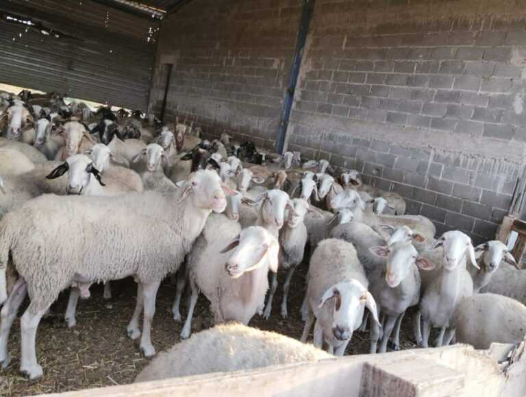 Σαρωτικοί έλεγχοι του ΟΠΕΚΕΠΕ στα Ιωάννινα – «Φύλλο και φτερό» οι στάβλοι στους Λιγκιάδες