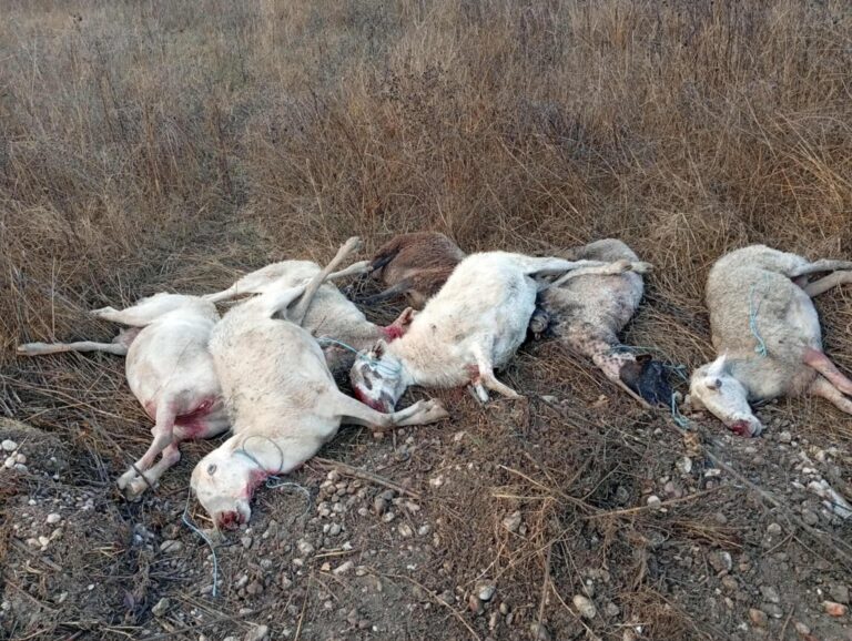 Ευλογιά αιγοπροβάτων: Πάνω από 430.000 χιλιάδες θανατώσεις αιγοπροβάτων λόγω ευλογιάς