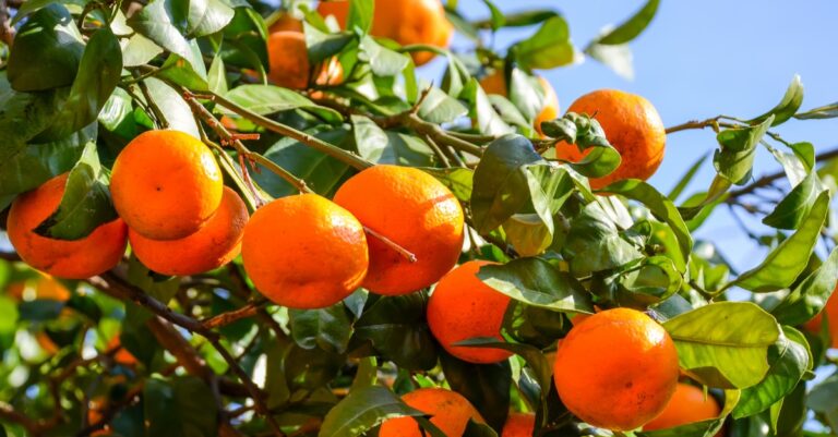 Μανταρίνια: 0,18€ στον παραγωγό – 2€ στο ράφι. Η Άρτα σε αγροτικό αδιέξοδο