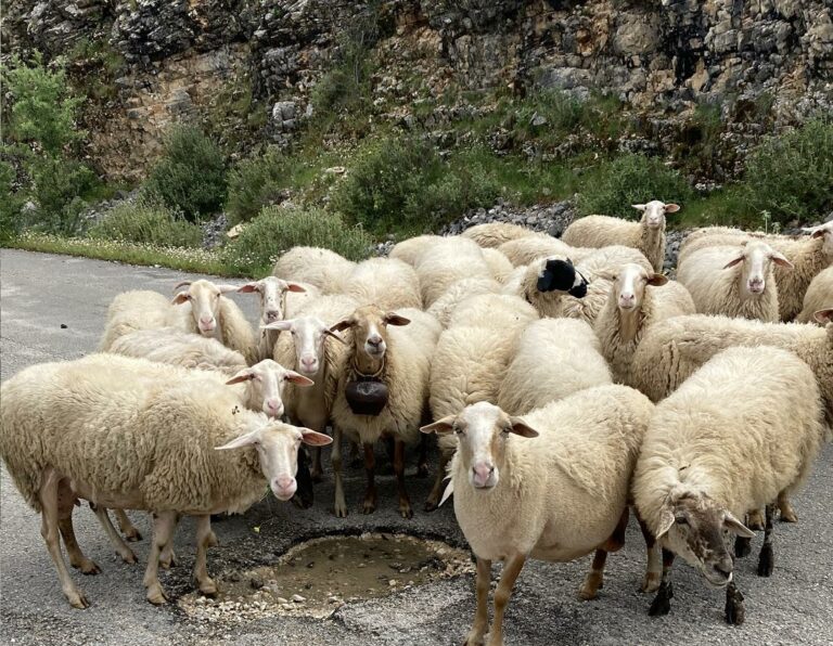 Κίνδυνος Απώλειας Επιδοτήσεων: Οι αιγοπροβατοτρόφοι καλούνται για την ολοκλήρωση της υποχρεωτικής τηλεκπαίδευσης