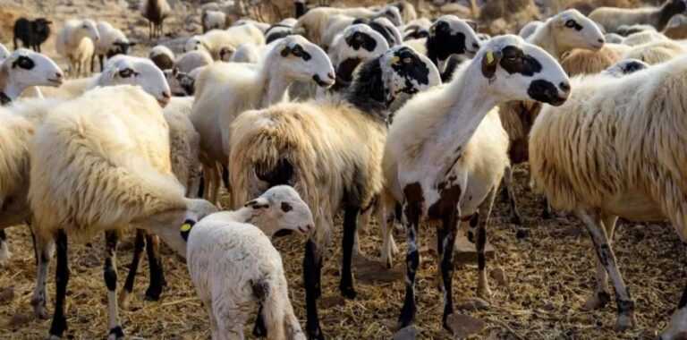 Ήπειρος: SOS για τον καταρροϊκό πυρετό – Συστάσεις στους κτηνοτρόφους για άμεσο εμβολιασμό