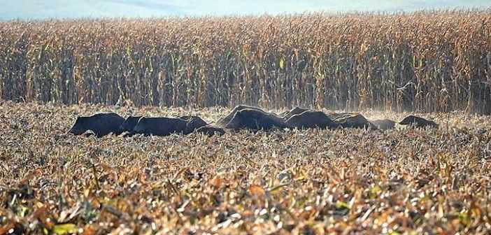 Πρέβεζα: Συναγερμός για τον υπερπληθυσμό αγριόχοιρων – Συγκροτούνται συνεργεία δίωξης σε Καναλάκι και Φιλιππιάδα