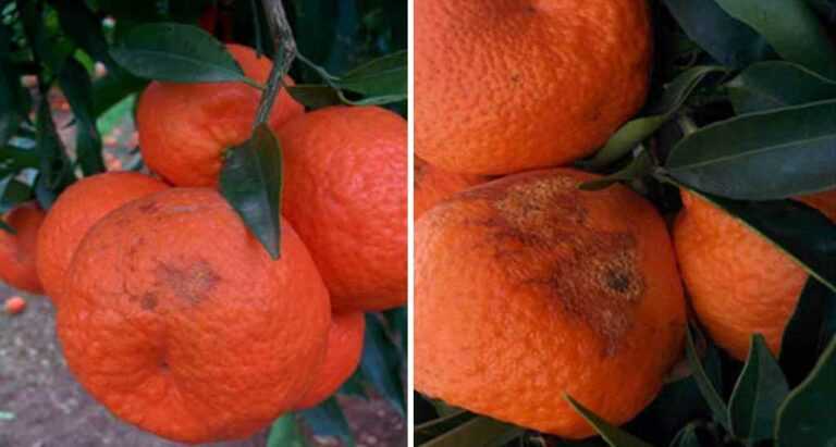 Στα “αζήτητα” τα μανταρίνια της Θεσπρωτίας λόγω καιρού και ΕΛΓΑ