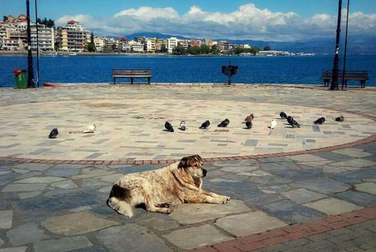 Ο δήμος της Χαλκίδας θα τιμήσει τον «Τάσο» – Ο σκύλος με τη δική του ιστορία