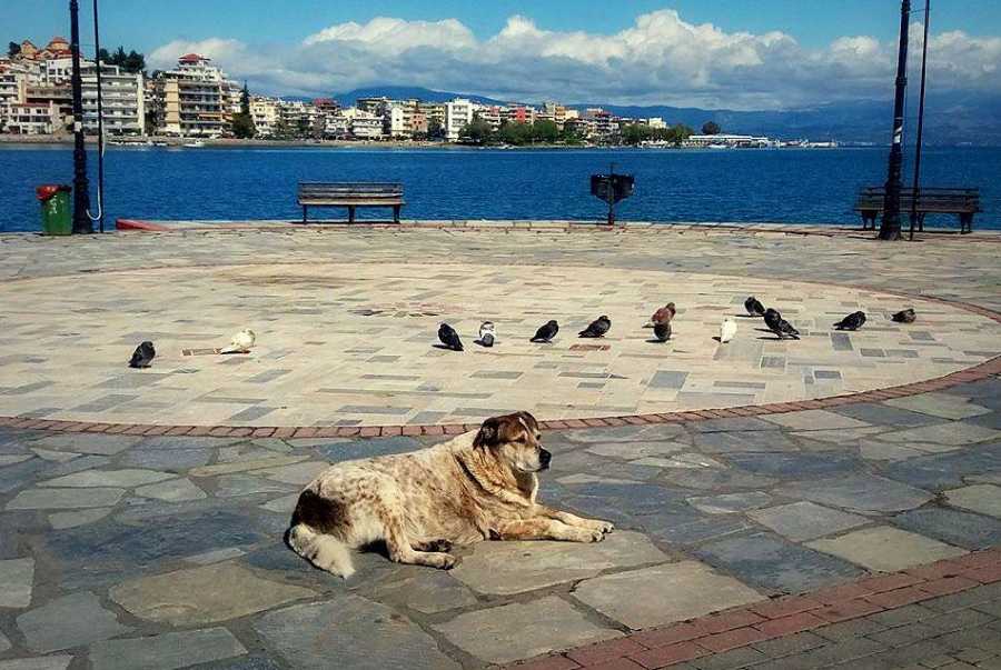 Ο δήμος της Χαλκίδας θα τιμήσει τον «Τάσο» - Ο σκύλος με τη δική του ιστορία