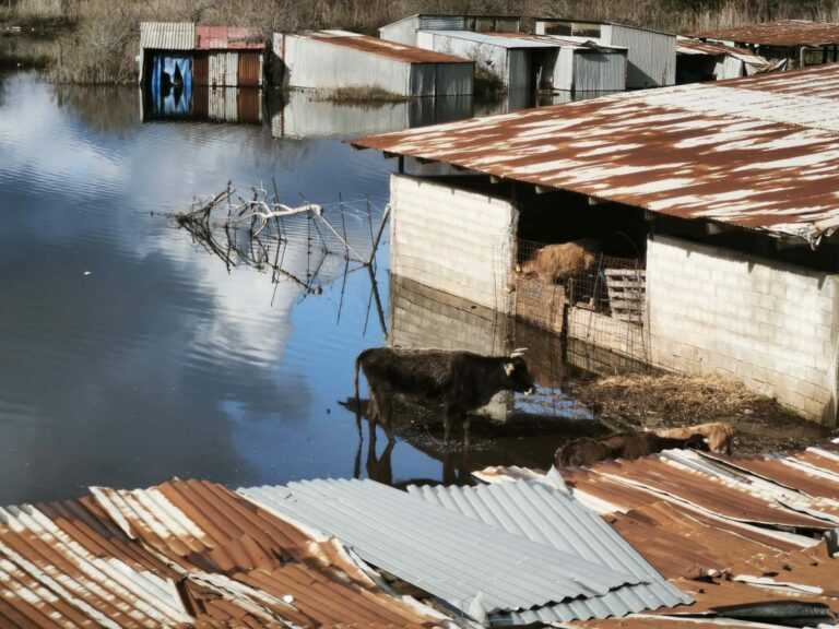 Πρέβεζα: Σκηνικό καταστροφής με βυθισμένες καλλιέργειες και στάνες σε Στρογγυλή και Πέτρα – Σε απόγνωση αγρότες και κτηνοτρόφοι