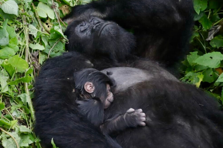 «Ένα ασυνήθιστο γεγονός» για τους ορεινούς γορίλες:  Γεννήθηκαν ξανά δίδυμα στο πάρκο Βιρούνγκα (Βίντεο)