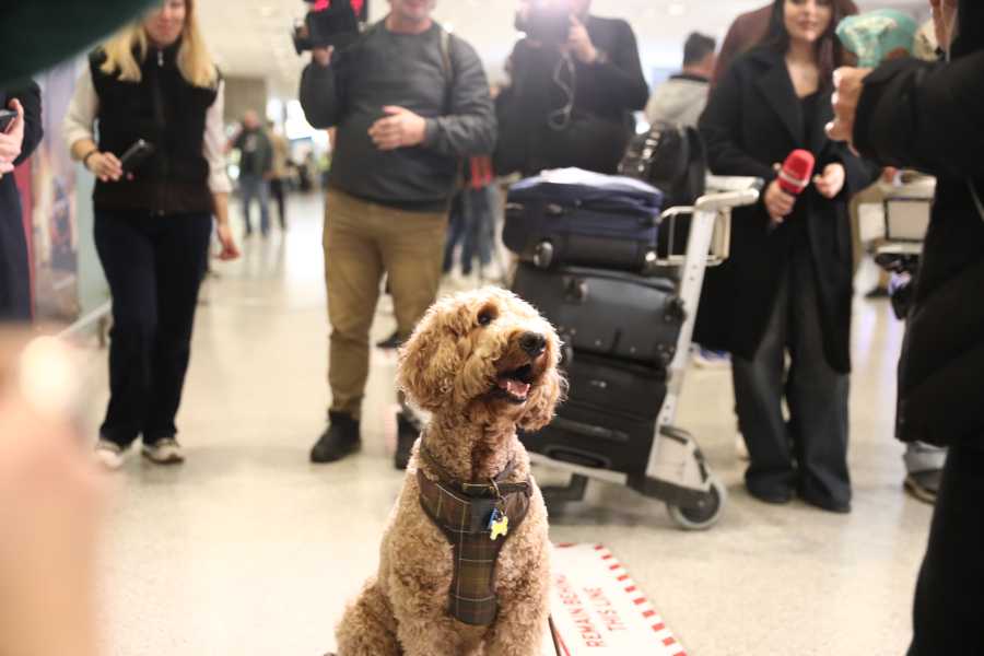 Στην χώρα μας 101 Έλληνες και 47 κατοικίδια από το Άμπου Ντάμπι (Βίντεο)