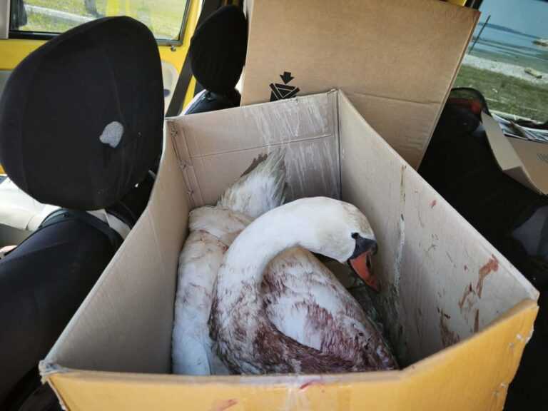 Πυροβόλησαν κύκνο στον Κορωνησία Άρτας – Εργαζόμενοι του Δήμου έσωσαν τον κύκνο