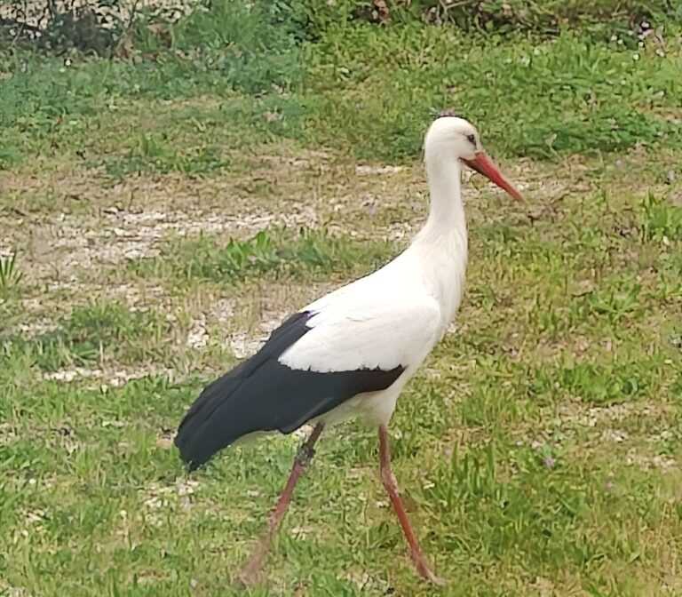 Πρέβεζα: Πελαργός φωλιάζει δίπλα στο Δημοτικό Σχολείο της Νέας Σινώπης– Ο αγαπημένος επισκέπτης που χαροποιεί μικρούς και μεγάλους