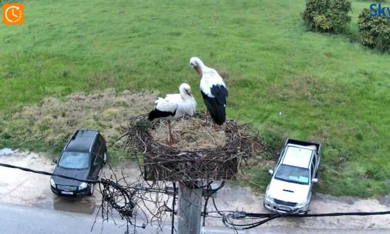 Επέστρεψαν οι πελαργοί στη Φιλιππιάδα – Live εικόνα σε όλο τον κόσμο