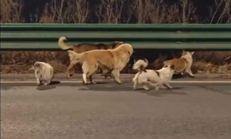 Viral βίντεο στην Κίνα: Σκυλιά το «σκάνε» από φορτηγό που θα τους πήγαινε σε εργοστάσιο κρέατος