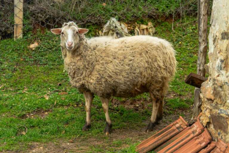 Λέσβος: Εντείνεται η ανησυχία για τον αφθώδη πυρετό – 16 νέα κρούσματα